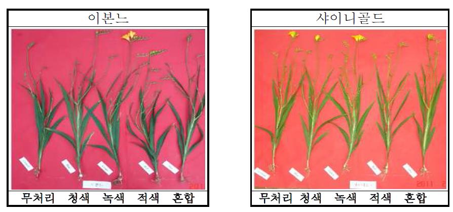 LED 파장에 따른 품종별 개화사진