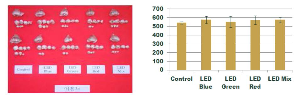 이본느 품종의 LED 파장별 수확구근(좌) 및 구근내 전분함량(우, ㎎/g)