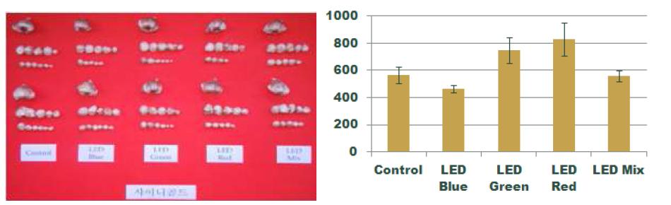 샤이니골드 품종의 LED 파장별 수확구근(좌) 및 구근내 전분함량(우, ㎎/g)
