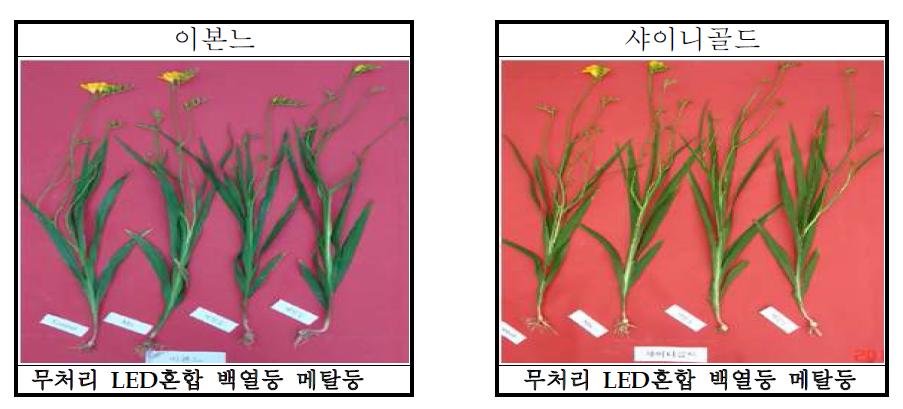 광원에 따른 품종별 개화사진