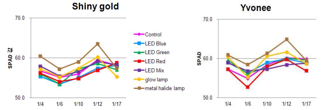 광원에 따른 품종별 SPAD 값 변화