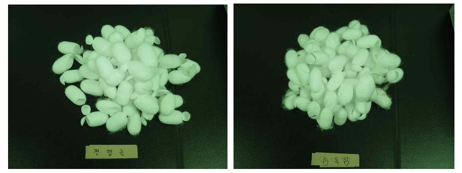 누에고치 생산
