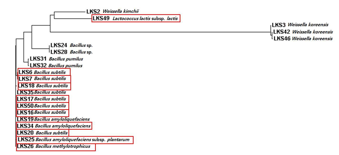 항진균 활성 미생물의 16S rDNA 염기서열 유연관계도