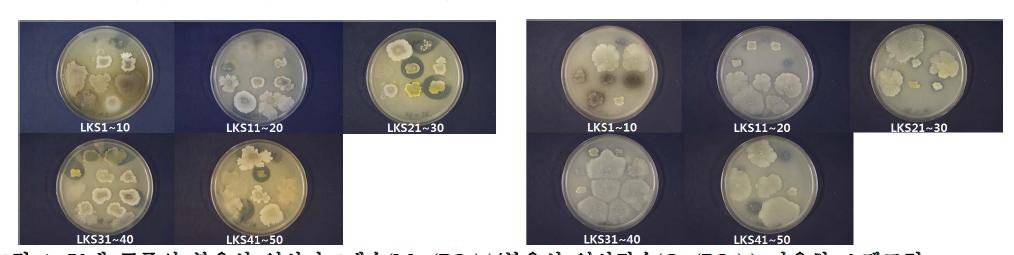 50개 균주의 불용성 인산마그네슘(Mg3(PO4)2)/불용성 인산칼슘(Ca3(PO4)2) 가용화 스펙트럼