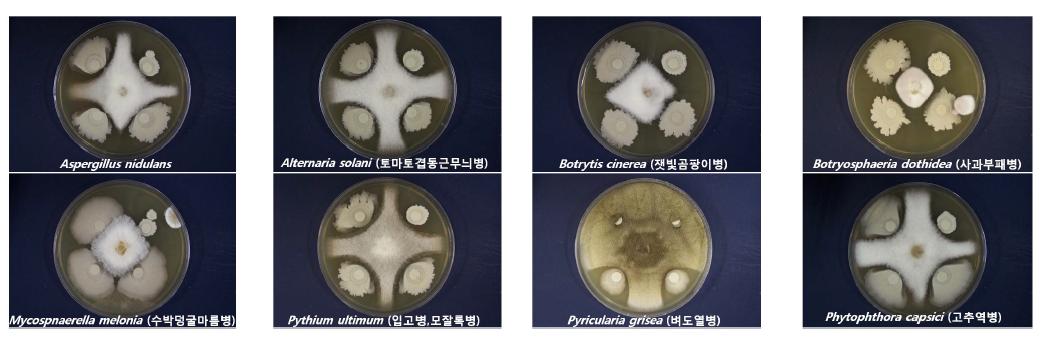 항진균활성 세균의 공시 식물병원성 진균류에 대한 항진균 활성도 시험(1차년)