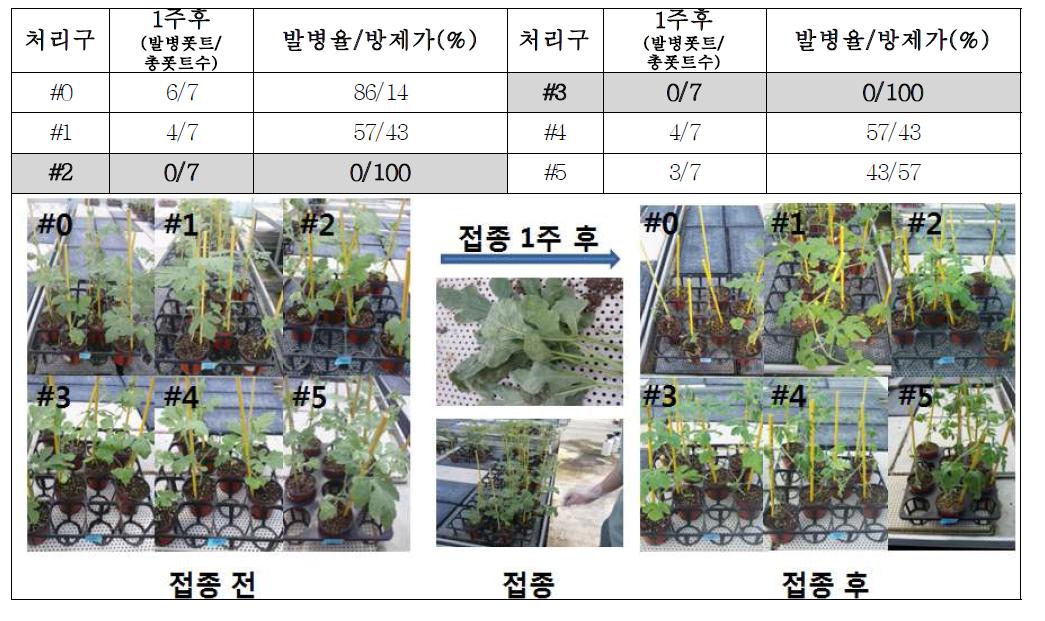 흰가루병 방제 결과