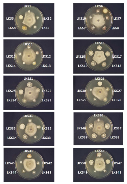 Fusarium oxysorrium에 대한 항진균 활성 스펙트럼