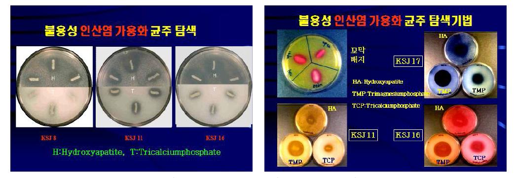 불용성 인산염 가용화 균주들의 가용화능 및 가용화 스펙트럼H:Hydroxyapatite 첨가배지, T:Tricalciumphosphate 첨가배지