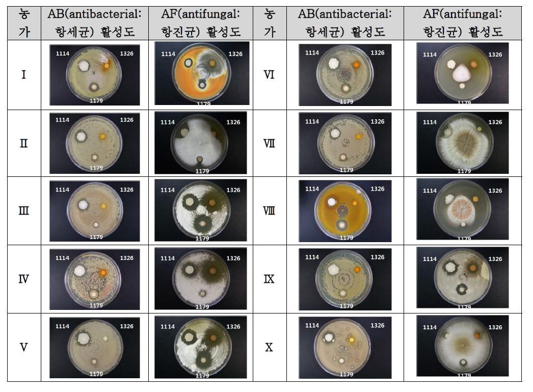 농가별 토양에서 분리한 세균, 진균에 대한 항균(항세균, 항진균) 활성도 실험