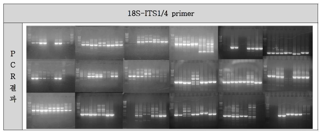 PCR 결과