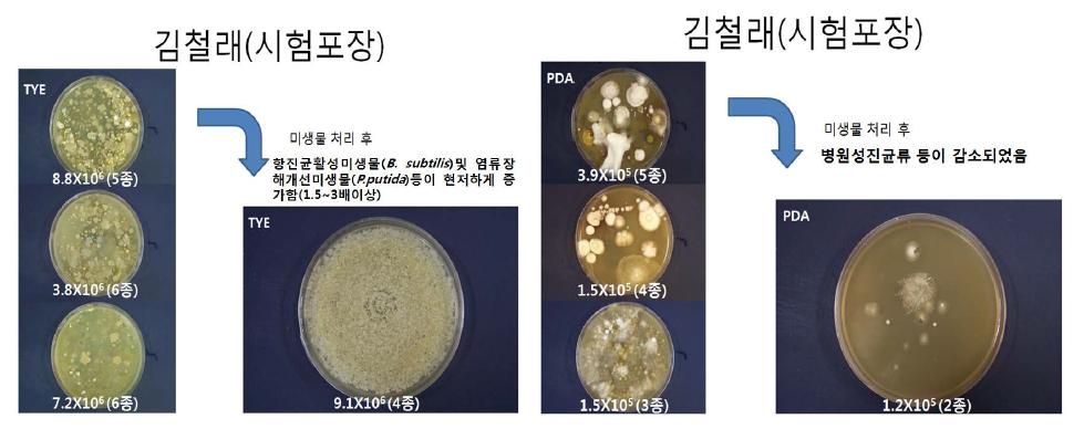 항균 길항 미생물 시험포 적용 결과 사진