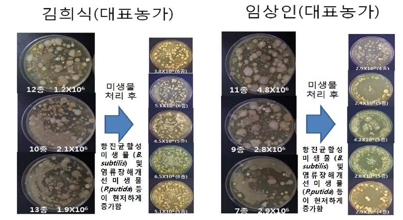 길항 미생물 적용 농가 토양 미생물군의 변화 사진