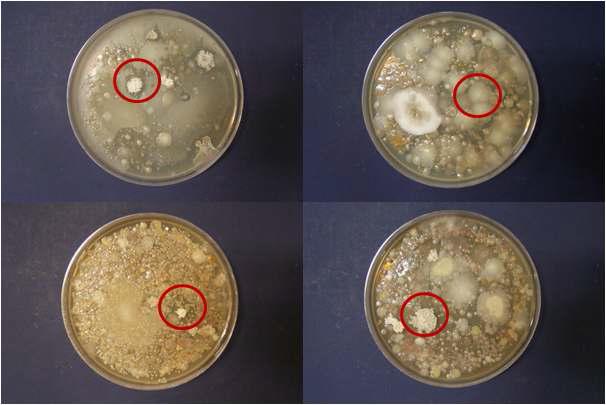1차년도 현장적용시 사용된 미생물의 증식여부 확인 결과