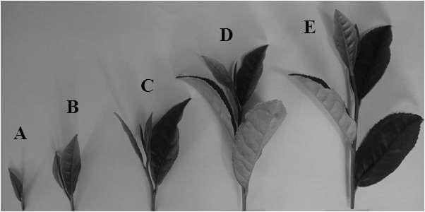 Tea shoots harvested at different growth stages.