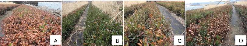 Cold injury levels of tea plants with different planting hedge intervals of soghum Intercropping in the winter of 2010-2011.