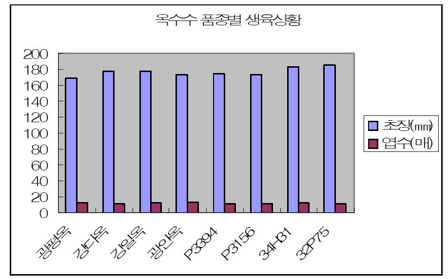 옥수수 생육상황