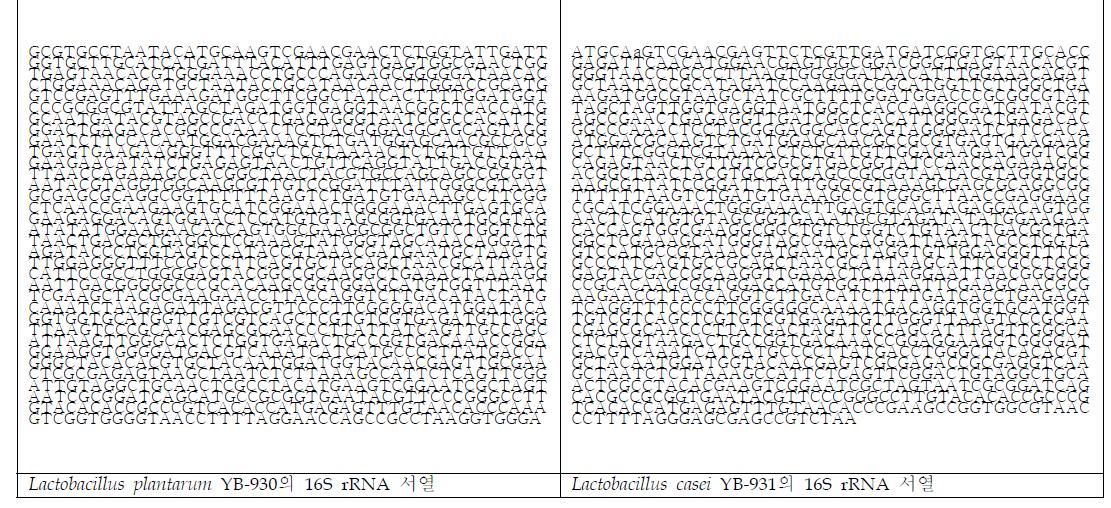 유산균 분리균 YB-930과 YB-931의 16S rRNA 서열