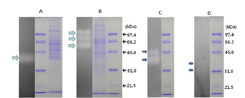 M icrobacterium sp. Y B-1106 (A , B)과 Cellulosimicrobium sp. Y B-1107 (C, D)이 생산하는 mannanase (B, D)와 xylanase (A , C)의 활성염색