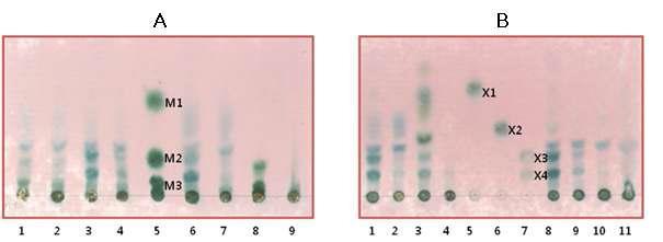 Cellulosimicrobium sp. Y B-1107의 mannanase (A )와 xylanase (B)에 의한 농산부산물의 가수분해산물.