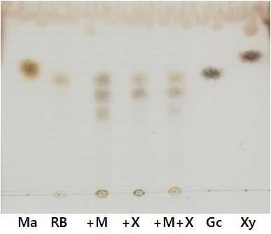 미강의 분해산물. Ma; mannose, Gc; glucose, Xy; xylose, RB; 미강, +M; 미강의 mannanase 가수분해물, +X; 미강의 xylanase 가수분해물, +M+X; 미강의 xylanase와 mannanase 가수분해물