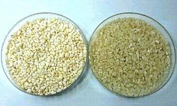 옥수수 쌀 도정품과 일반 쌀의 크기 비교