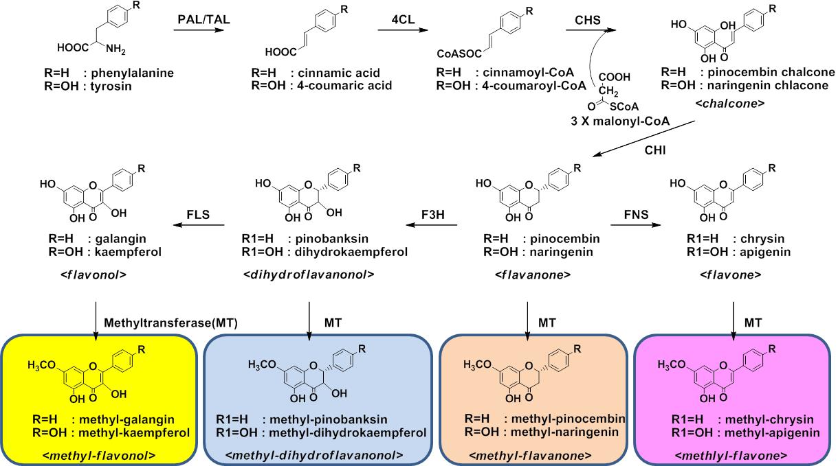 플라보노이m드e t(hfylla-voflnaoviodn)o i생ds합성 경로 및 다양한 methyl-flavonoids