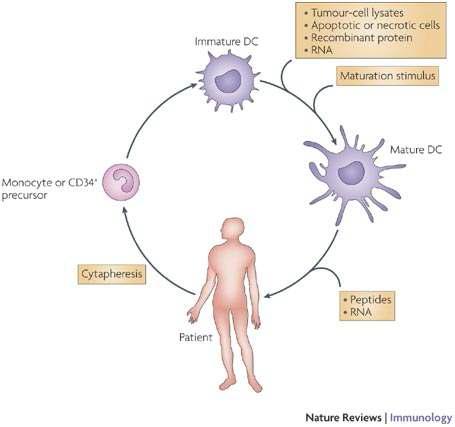 Immune cell therapy using dendritic cells.