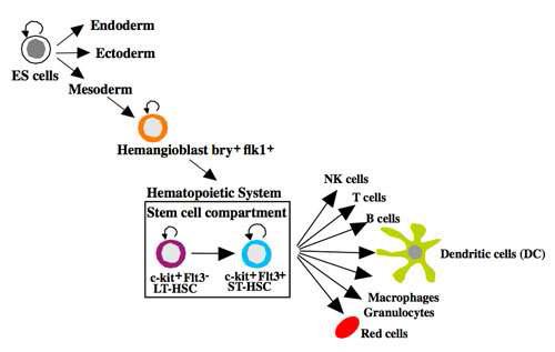 Derivation of dendritic cells from pluripotent stem cells