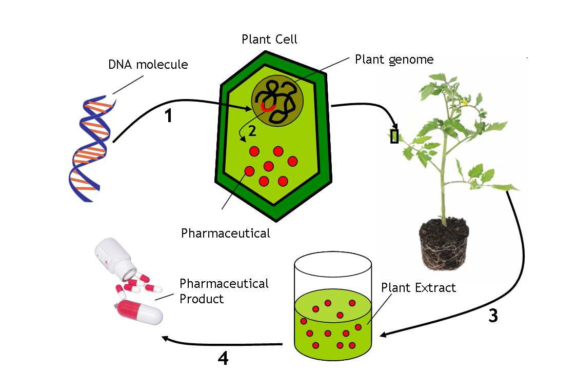 Production of plant-derived vaccines