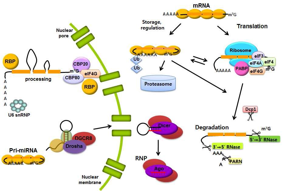 RBP의 기능. RBP는 mRNA processing, splicing, capping, transport와 관련된 모든 과정 및 non-coding RNA의 processing, translation에 관여
