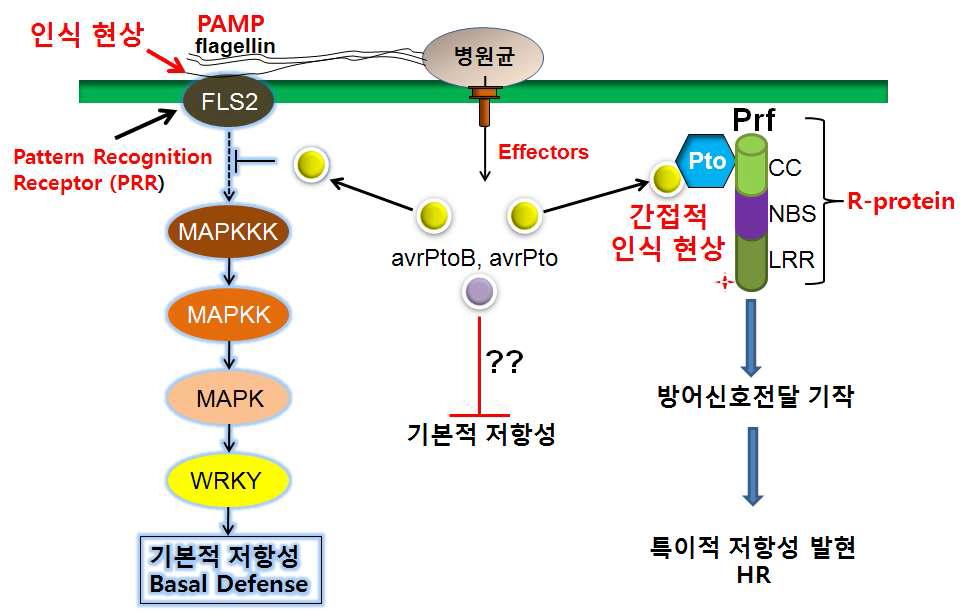 식물-미생물 상호작용에서의 식물 면역 반응