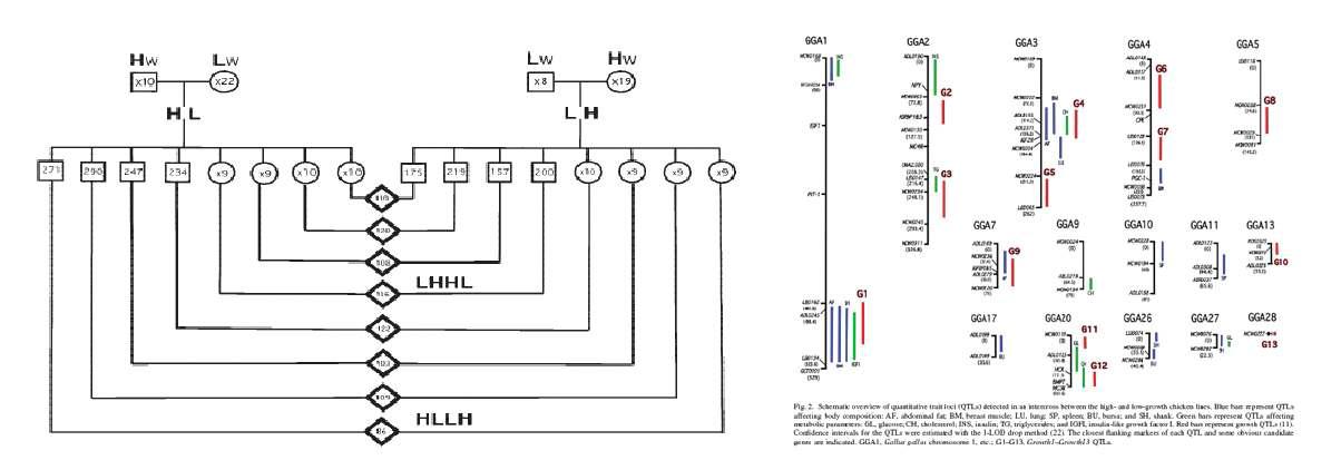닭에서의 체성분과 대사형질의 QTL