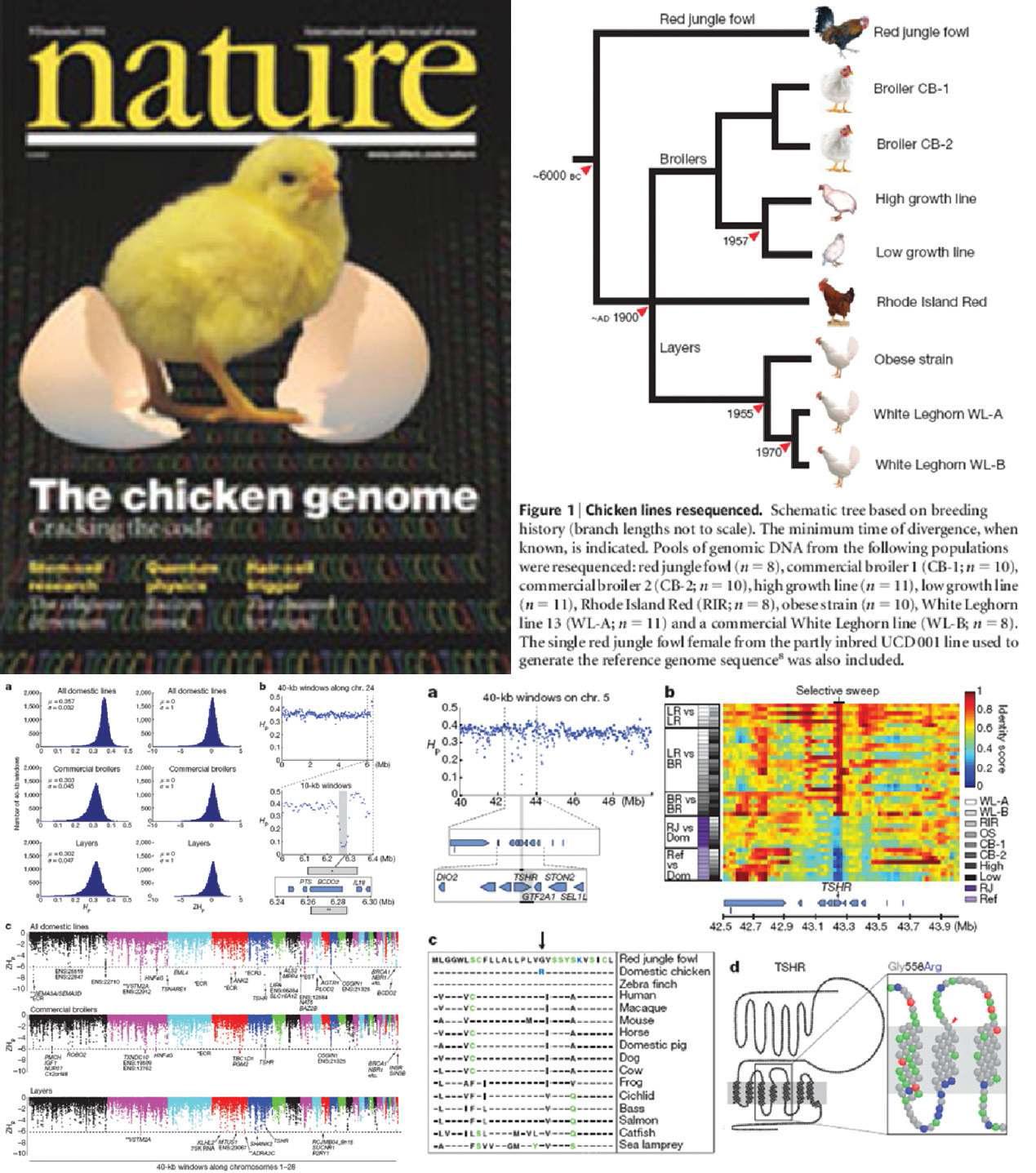 닭의 whole genome sequence 결과