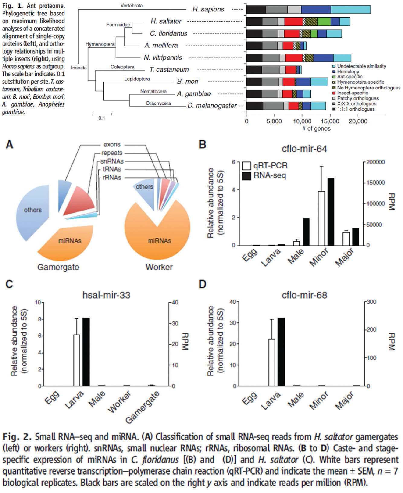 곤충의 Small RNA-seg과 마이크로 RNA