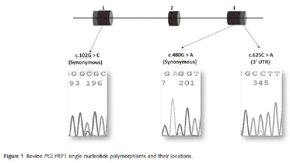 PGLYRP1 SNP