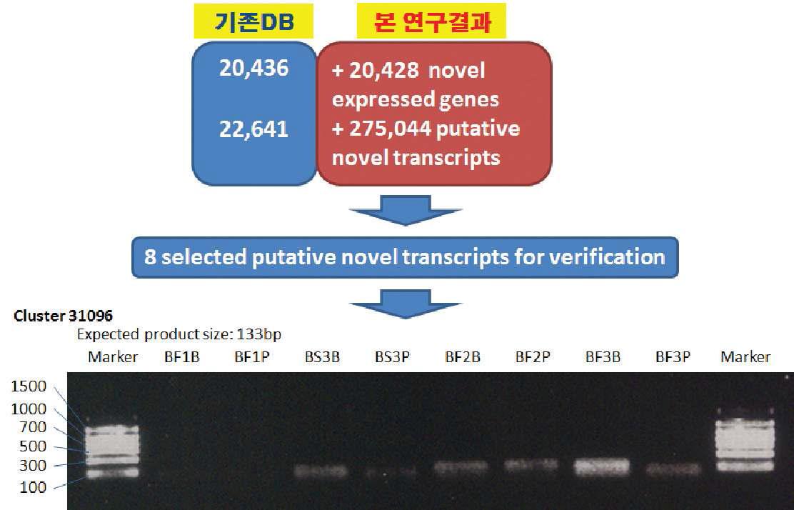 말의 전사체 발굴 연구 결과