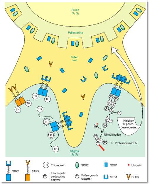 Sporophytic SI에서 SRK 유전자와 SCR 유전자의 상호작용을 보여주는 모델