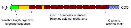 전형적인 PPR protein-encoding 유전자의 구조