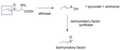 양파에서 allinase에 의해서 전구물질이 분해되어 lachrymatory factor (눈물 나게 하는 물질)가 생성되는 과정