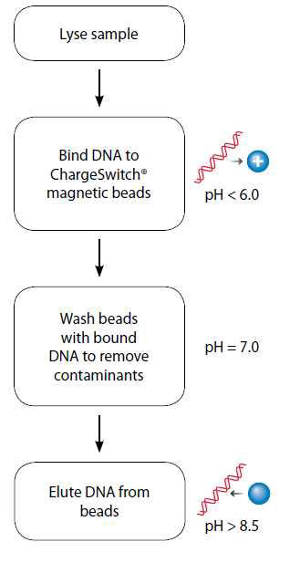 Magnetic bead를 이용한 DNA 추출 kit