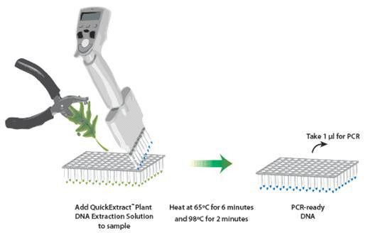 Epicentre 사에서 개발한 DNA extraction solution을 이용한 식물 DNA 추출 과정