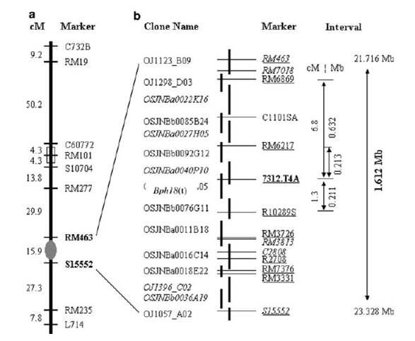 a. 벼 염색체 12번의 R 유전자 주변의 10개의 마커를 보여주는 유전자 지도.