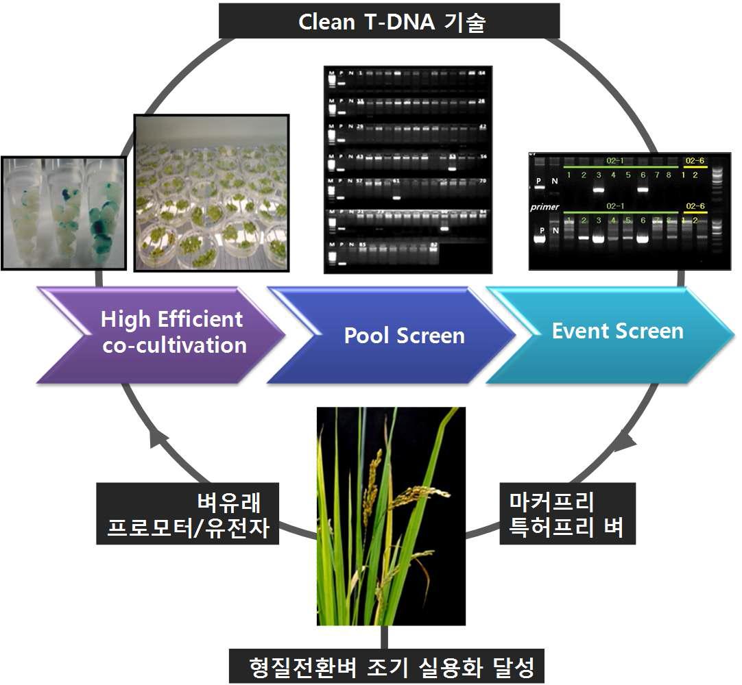 그림 . Clean T-DNA 기술 요약