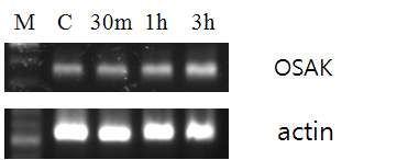 N. bentamiana에서 건조스트레스 처리 시간에 따른 NtOSAK 유전자의 발현양상.