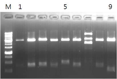 NbOSAK 유전자 단편의 pCR8/GW/TOPO(entry vector) 내 cloning 확인