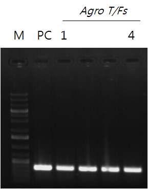 NbOSAK 유전자 운반체 Agrobacterium 내 삽입 확인.