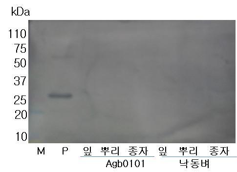 해충저항성 Bt 벼 Agb0101의 조직부위별 bla 유전자 발현 양상. M: 분자량 마커, P : 양성대조구