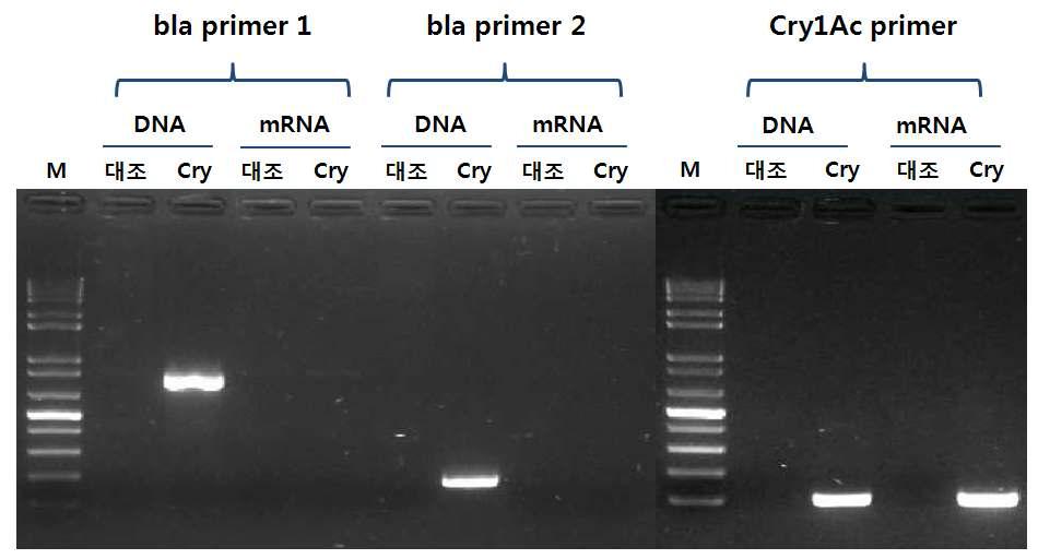 해충저항성 Bt 벼 Agb0101의 RT-PCR을 이용한 bla 유전자 발현 확인.