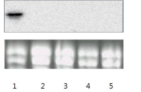 해충저항성 Bt 벼의 bla 유전자 northern 검정 1: pGEX4T1 2: 잎 3. 줄기 4. 뿌리 5: 종자