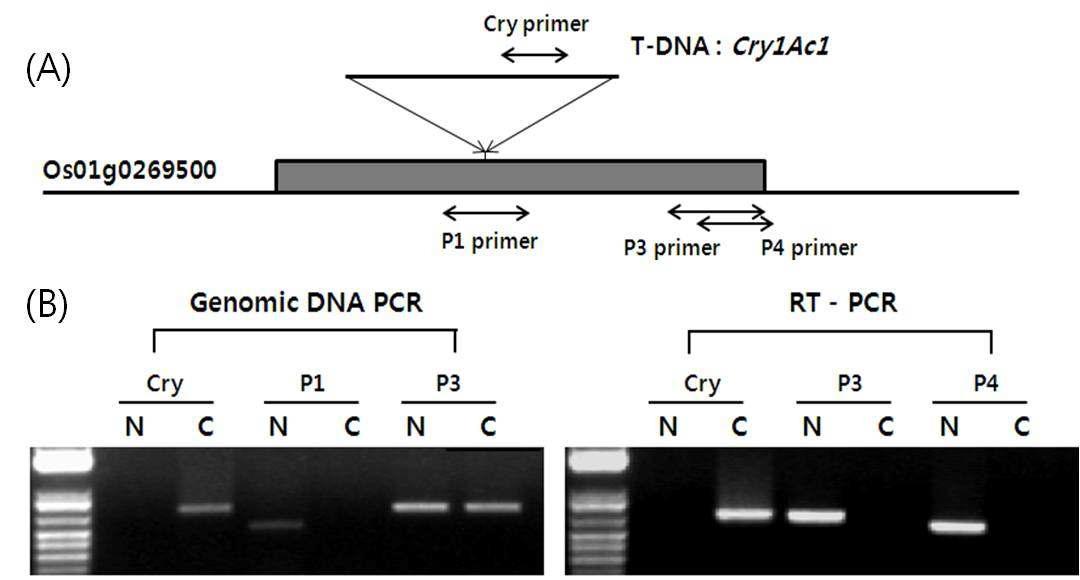 해충저항성 Bt 벼 Agb0101의 도입유전자 삽입부위의 내재유전자 발현 검정. (A): 도 입유전자 삽입부위의 유전자 검정을 위한 프라이머 제작. (B): 유전자 발현을 확인하기위한 프라이머를 이용한 PCR 및 RT-PCR 결과. N: non-GM 낙동벼 대조구, C: Agb0101